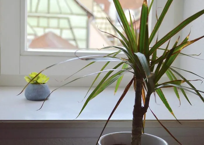 Bretzel & Raisin - Centre De * Colmar